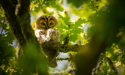 A tawny owl roosts sleepily in a sunlit oak tree