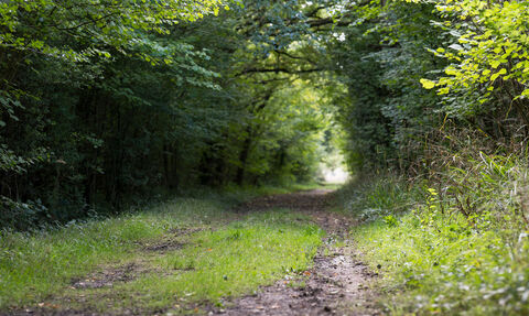 A lush, green woodland path. 