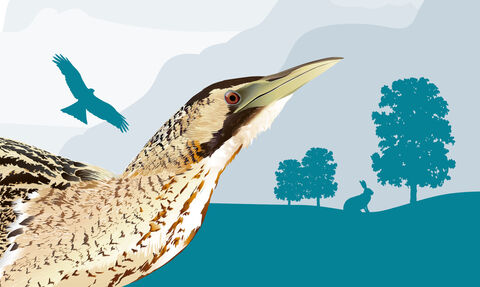An illustration of a bittern with a blue silhouetted background portraying a bird of pray, a rabbit and trees