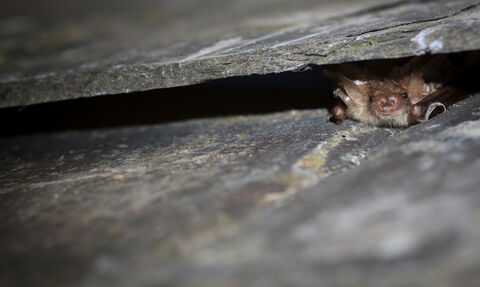 A brown long-eared bat peeks out from a crack in a rock