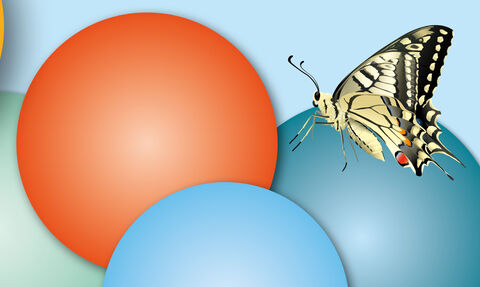 A swallowtail butterfly perches on brightly coloured lotto balls