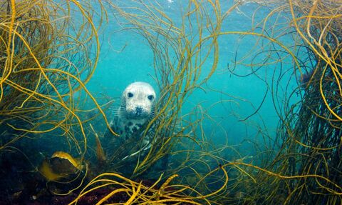 a seal under the water