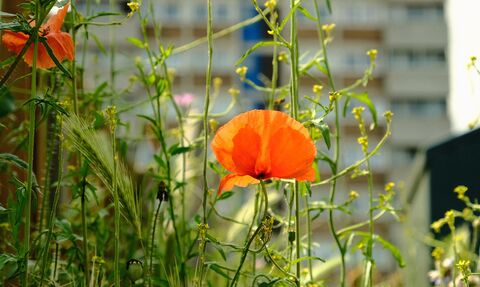 Poppies and wildflowers growing against a backdrop of high-rise flats in Norwich.
