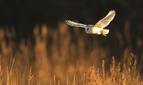 A barn owl swooping low over a field during golden hour.