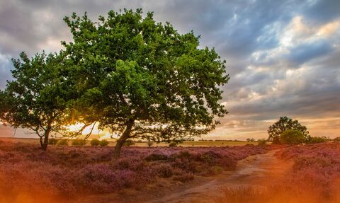 A large tree surrounded by purple heather on a nature reserve with a flame effect overlayed on the image.