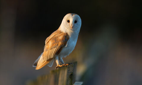 A sweet little barn owl, perched on a fence looking straight at the camera.