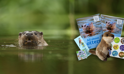 An otter is pictured alongside the contents of an adopt an otter box - an otter guide, otter soft toy, stickers, wildflower seeds, bookmark and certificate