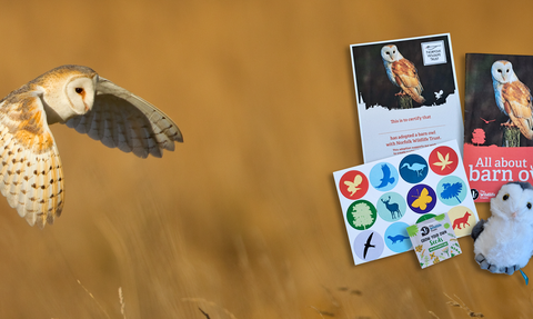 A barn owl flies over a golden crop field