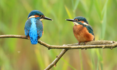 A pair of kingfishers on a branch looking across at each other.