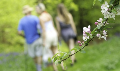 Branch with flowering blossom with family in background