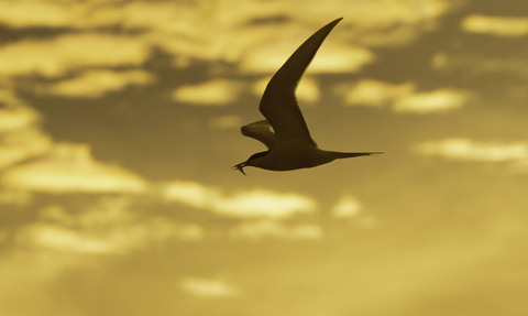 A common tern flying against a sunset