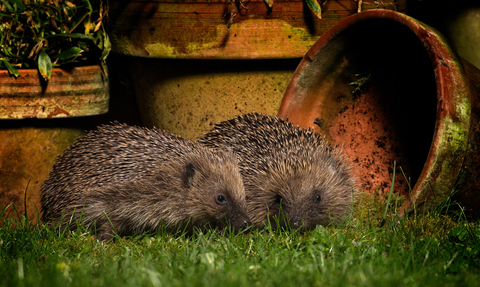 Two hedgehogs in a garden at night next to some flowerpots