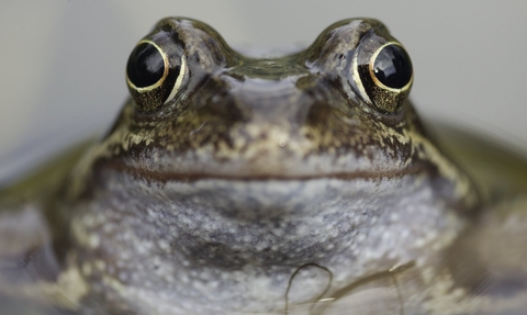Common frog in a garden pond looks at the camera