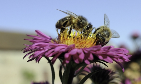 Honey bees foraging on pink aster in a garden