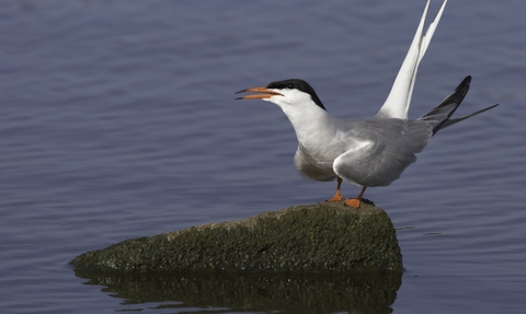 A grey black and white bird with orange feet and a pointed orange beak sits on a rock calling