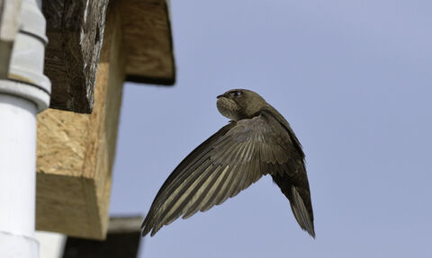 A swift flying to a nest box on the side of a building, in front of a blue sky