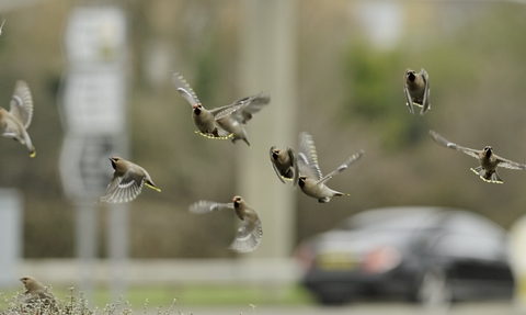 A small flock of waxwing fly in front of a car on a road