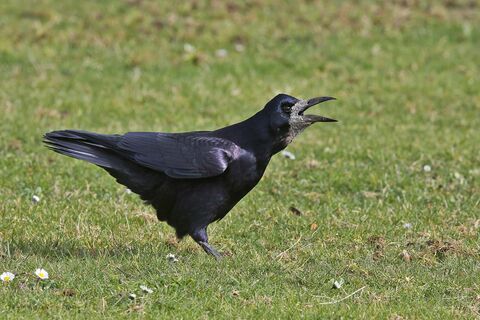 Rook | Norfolk Wildlife Trust