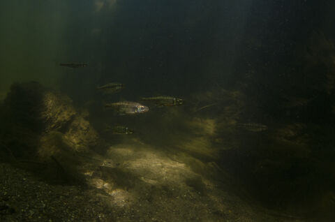 Minnow | Norfolk Wildlife Trust