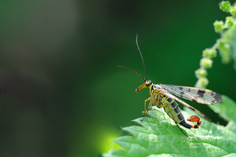 Other insects | Norfolk Wildlife Trust