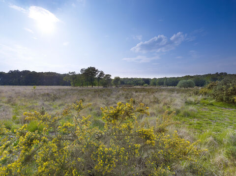 Norfolk Wildlife Trust and National Highways announce biodiversity ...
