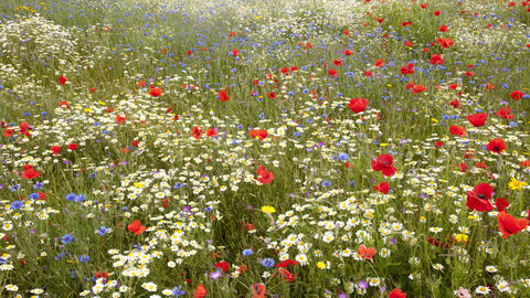 Wildflower meadow - Paul Hobson