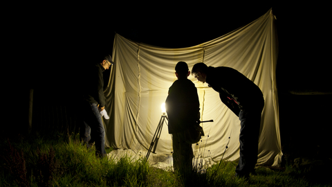 Moth trapping (c) Ross Hoddinott/2020VISION