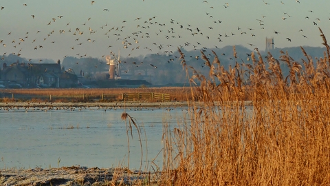 Watery marshland at NWT Cley Marshes, with golden reeds in the foreground and a windmill in the background, with a flock of birds flying across the sky