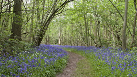 A path at NWT Foxley Wood, enclosed by trees with green leaves, with a carpet of blue-purple bluebells on each side of the path