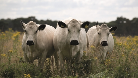 Three white cows stand together facing the camera. There are yellow flowers around them and the sky is cloudy. 