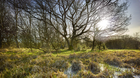 A sunny day at Sweet Briar Marshes, with bare trees in the background and marshy ground in the foreground