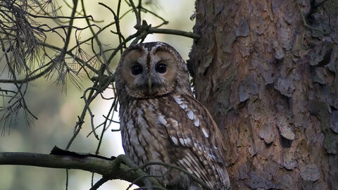 A tawny owl in the branch of a tree