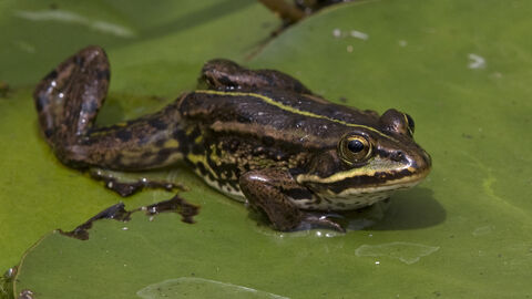 A northern pool frog sits on a green lilypad. The frog is brown with a bright green stripe down its back, and it has its right leg outstretched.