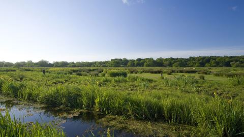 Thorpe Marshes on a sunny day, with a bright blue sky overlooking the blue water of a marsh and a field of green grass