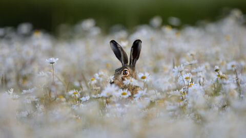 A hare peeks out of a field of oxeye daisies