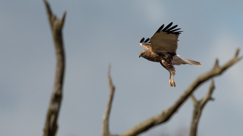 Marsh harrier flying with tree branches in the foreground