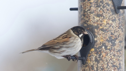 A reed bunting sits on the side of a full bird feeder