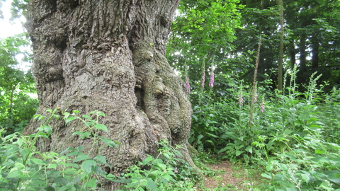 A huge old tree trunk in Pigneys Wood
