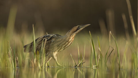 A bittern on a sunny day walking through water and reeds