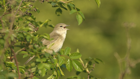 A little pale brown bird singing it's heart out in a lush green tree