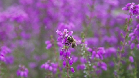 A bee on a heather flower at Buxton Heath