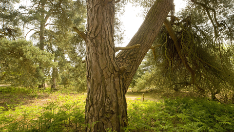 A scott's pine tree trunk in summer at East Wretham reserve