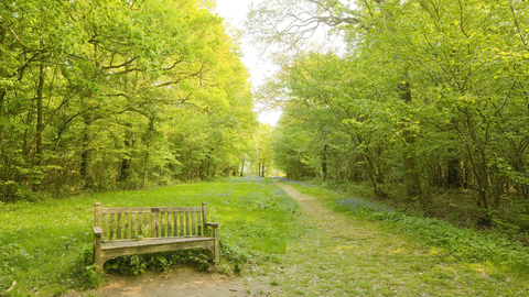 A bench along a woodland path at Foxley Wood