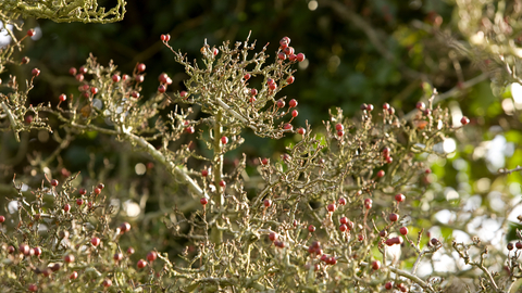Branches filled with red berries