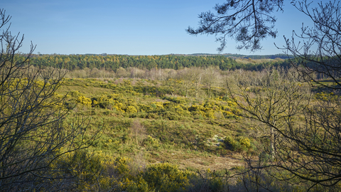 Shrubs and yellow heathland at Holt Lowes