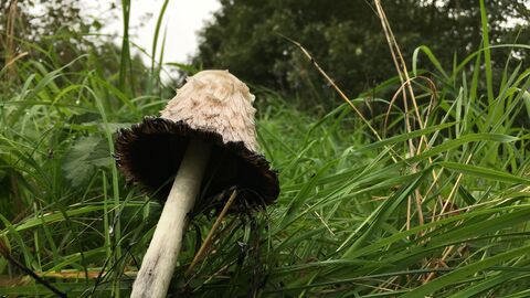 A shaggy inkcap mushroom in long green grass