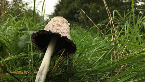 A shaggy inkcap mushroom in long green grass