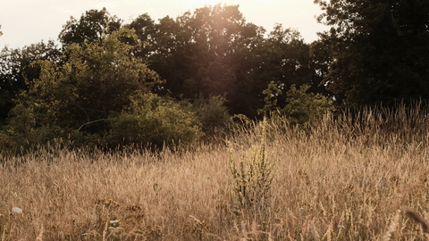 Bushes and grasses at Sweet Briar Marshes during golden hour