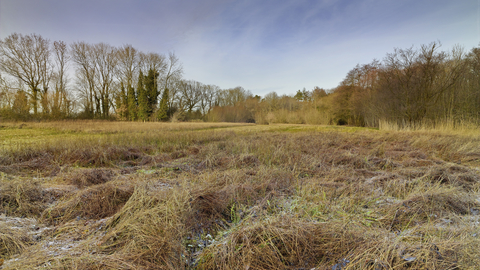 Grasses and trees at Lolly Moor