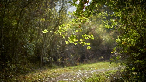 A leaves on a tree branch capture the light as it filters through the woodland.